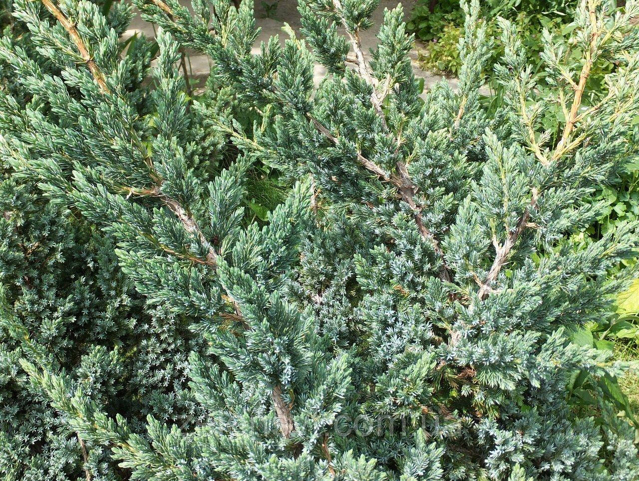 Ялівець лускатий Меєрі Компакта. (Juniperus squamаta Meyeri Compacta)
