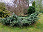 Ялівець лускатий Меєрі Компакта. (Juniperus squamаta Meyeri Compacta), фото 3