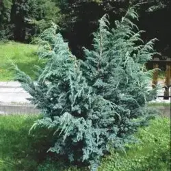 Ялівець лускатий Меєрі Компакта. (Juniperus squamаta Meyeri Compacta)