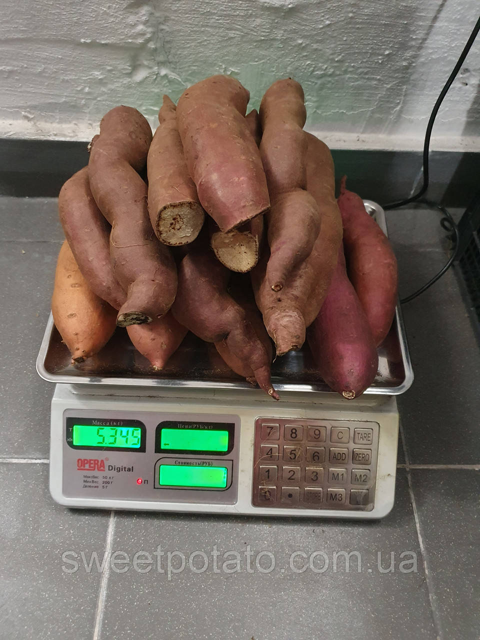 Батат травмовані коренеплоди для розсади і їжі, 1 кг, фото 1