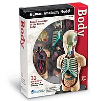 Демонстрационная модель "Анатомия человека. Система органов" Learning Resources