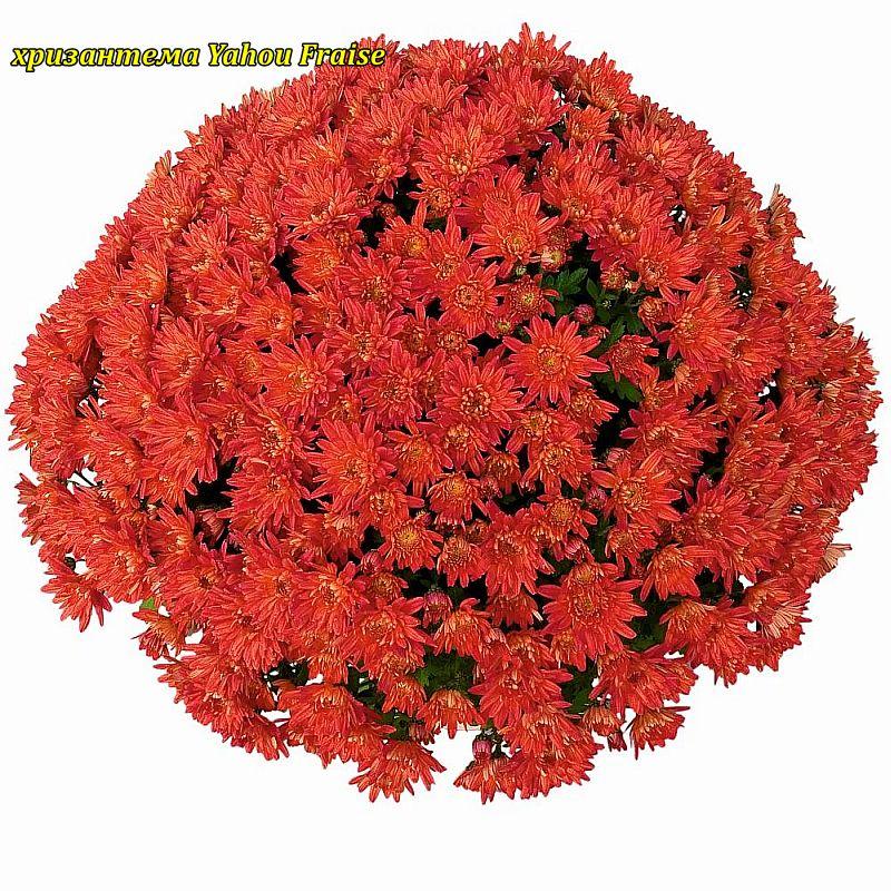 Хризантема Yahou Fraise (Яхоу Фрейз). Мультифлора розсада