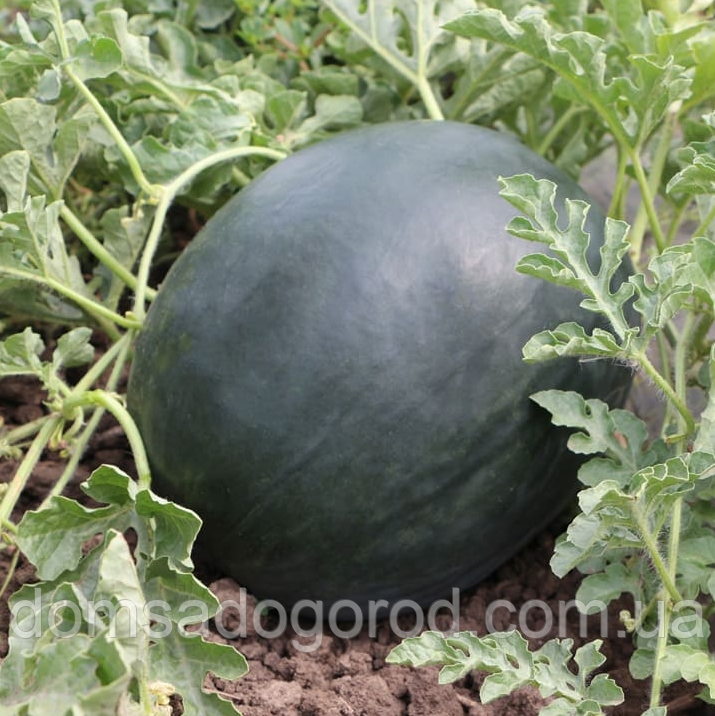 Кавун КС 160 F1 | КС 160 F1 Kitano Seeds 100 шт