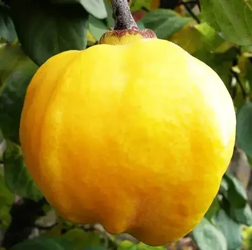 Айва яблуковидна "Кодрянка" (ранній термін дозрівання)