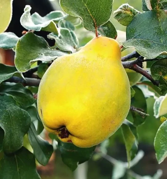 Саджанці айви "Румо"