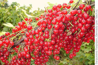 Саджанці червоної смородини
