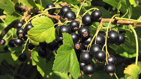 Саджанці чорної смородини