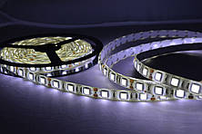 LED лента SMD5050 60 D/m IP 65 ( CW )