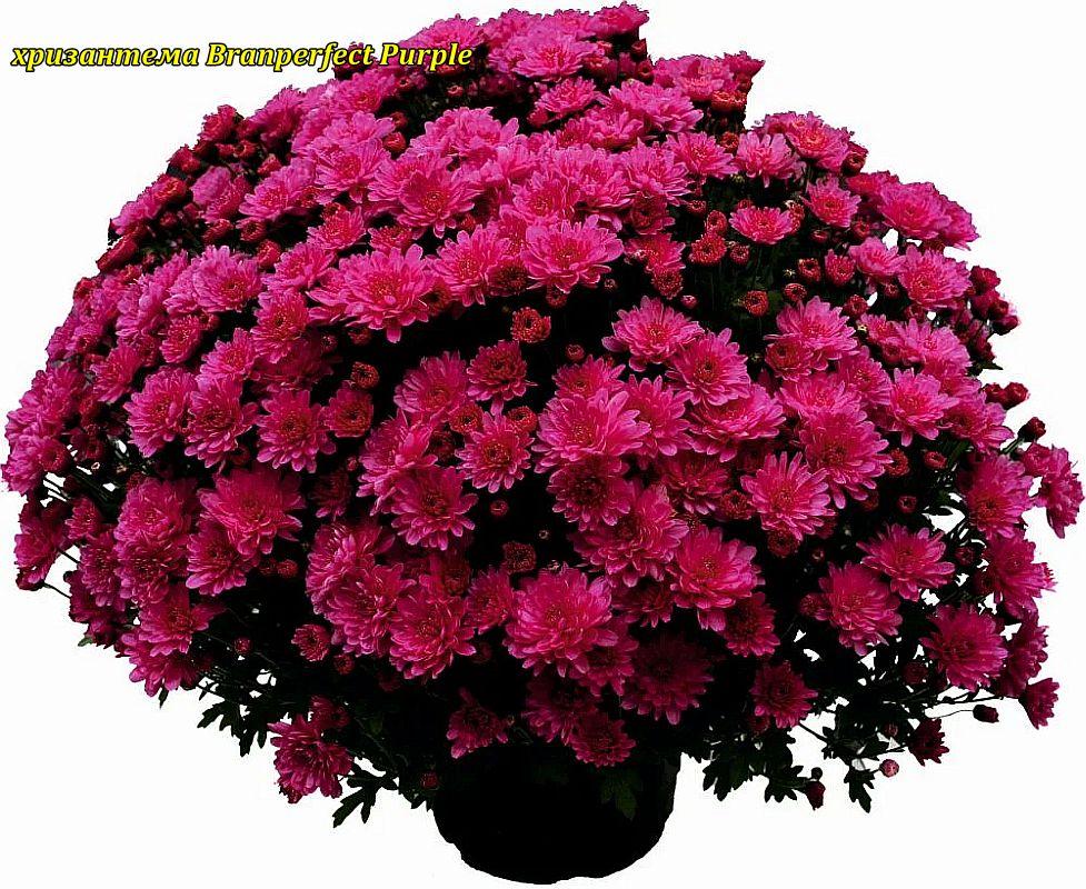 Хризантема Branperfeсt Purple (Бранперфект Фіолетовий). Мультифлора. розсада