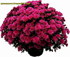Хризантема Branperfeсt Purple (Бранперфект Фіолетовий). Мультифлора. розсада