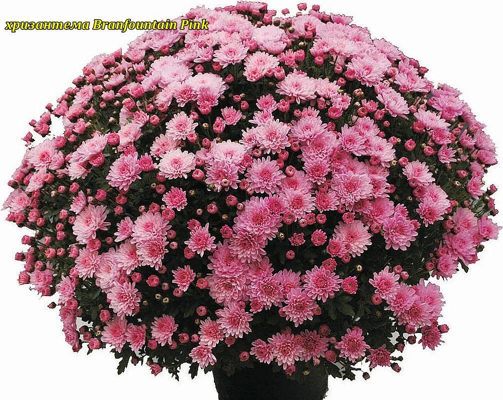 Хризантема Branfountain Pink (Бранфонтан Пинк). Мультифлора розсада