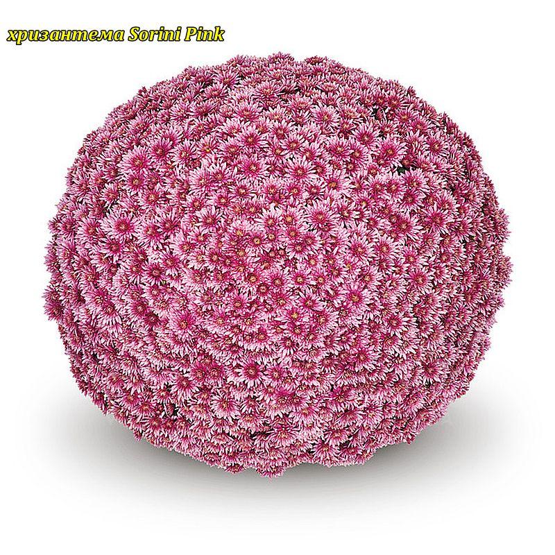 Хризантема Sorini Pink (Соріні Пінк). Мультифлора.розсада