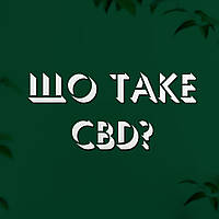 Вплив CBD олій на організм людини