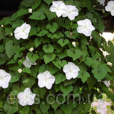 Іпомея Біла 1,0 г (однорічник), насіння Яскраву, фото 2