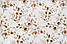 Бязь "Різні гілки евкаліпту" бежево-коричневі на білому, №4472, фото 6