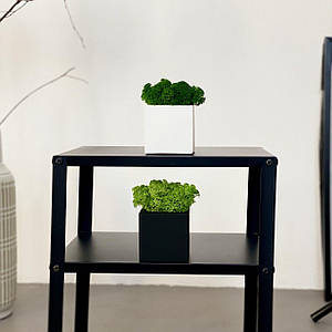 Кашпо зі стабілізованим мохом 8х8 см/кашпо з мохом/Декор із моху/Декор для дому та офісу.Живий мох ягель