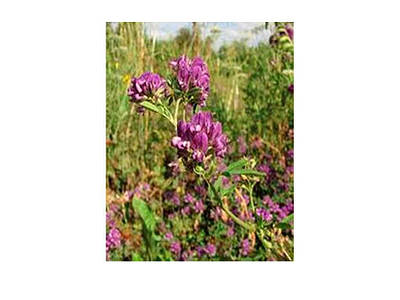 Кормові трави