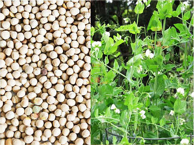 Горох технічний сидерат (в мішку) 25кг ТМ НАСІННЯ УКРАЇНИ FG