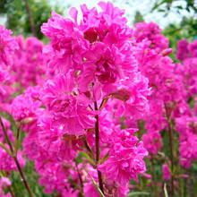 Ліхніс Віскарія 0,1 г (багатоічник), насіння Яскрава