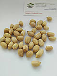 Арахіс сорт Аргентинський білий насіння (20 шт) земляний горіх для посадки, фото 3