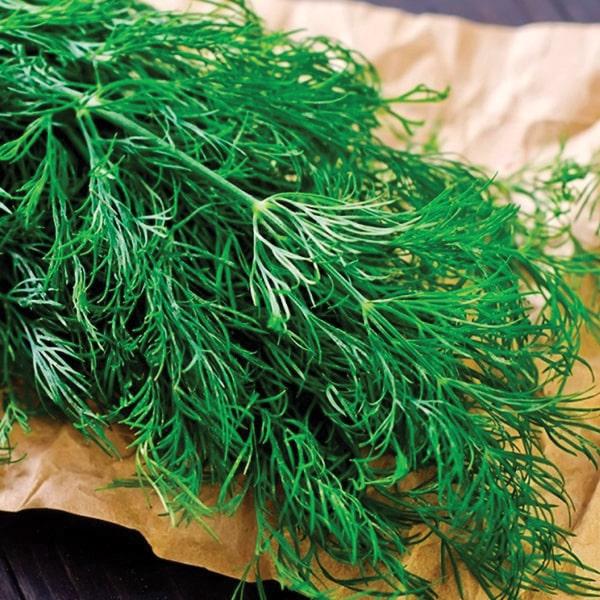 Аллигатор (Дилл) семена укропа 500 г — среднеспелый сорт (40-50 дней ...