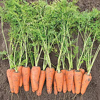 Семена моркови Кесена F1, 100 000 шт (1,6 - 1,8) ранний гибрид (100-105 дней), тип Шантане, Bejo Zaden