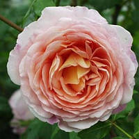 Роза английская Абрахам Дерби (Abraham Darby)