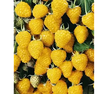 "Голден Куїн, фото 3