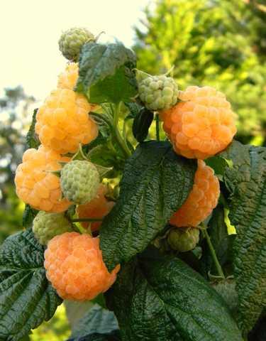 "Голден Куїн