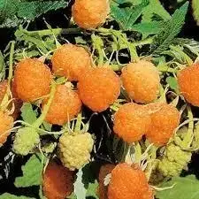 Саджанці жовтої малини Золота Феєрія