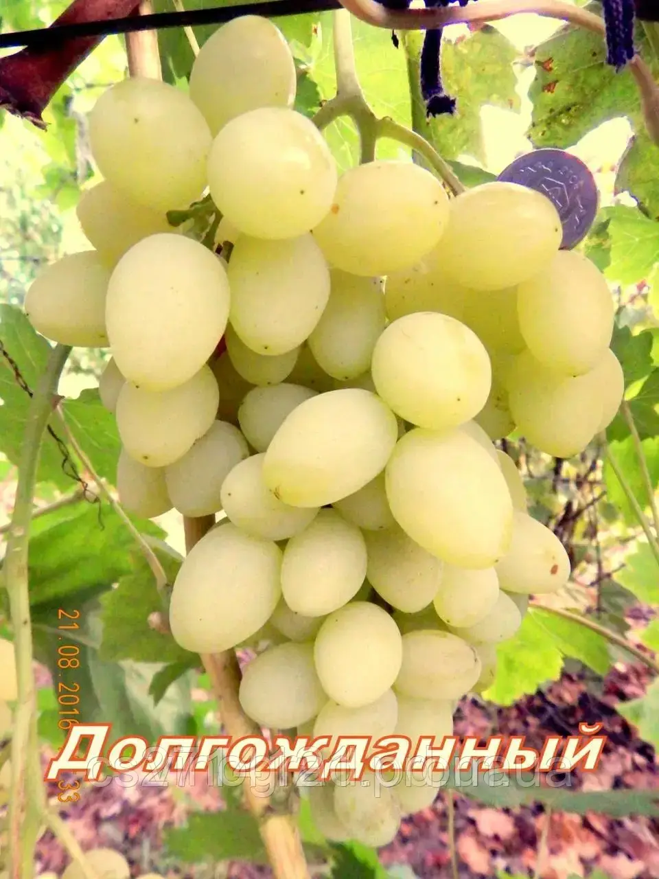 Довгоочікуваний
(кишміш) Саженець жовт., Дозрівання ран., Смак гарм.