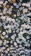 Алмазна мозаїка Dreamtoys Ромашкове поле, на підрамнику 30*40см (Y0039)