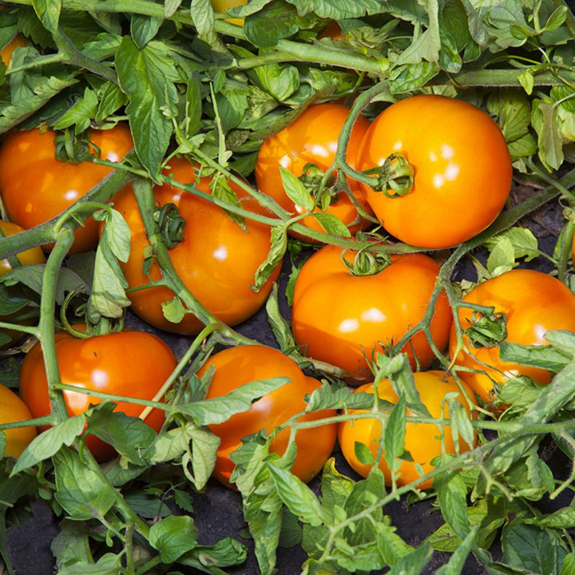 Насіння томату Нуксі F1 (Nuksi F1) Kitano Seeds 500