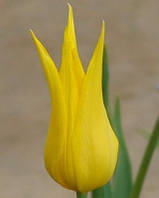 Тюльпан Ballade Gold (лілієвидний) цибулина (1 шт.)