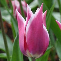 Тюльпан Claudia (лілієвидний) цибулина (1 шт.)