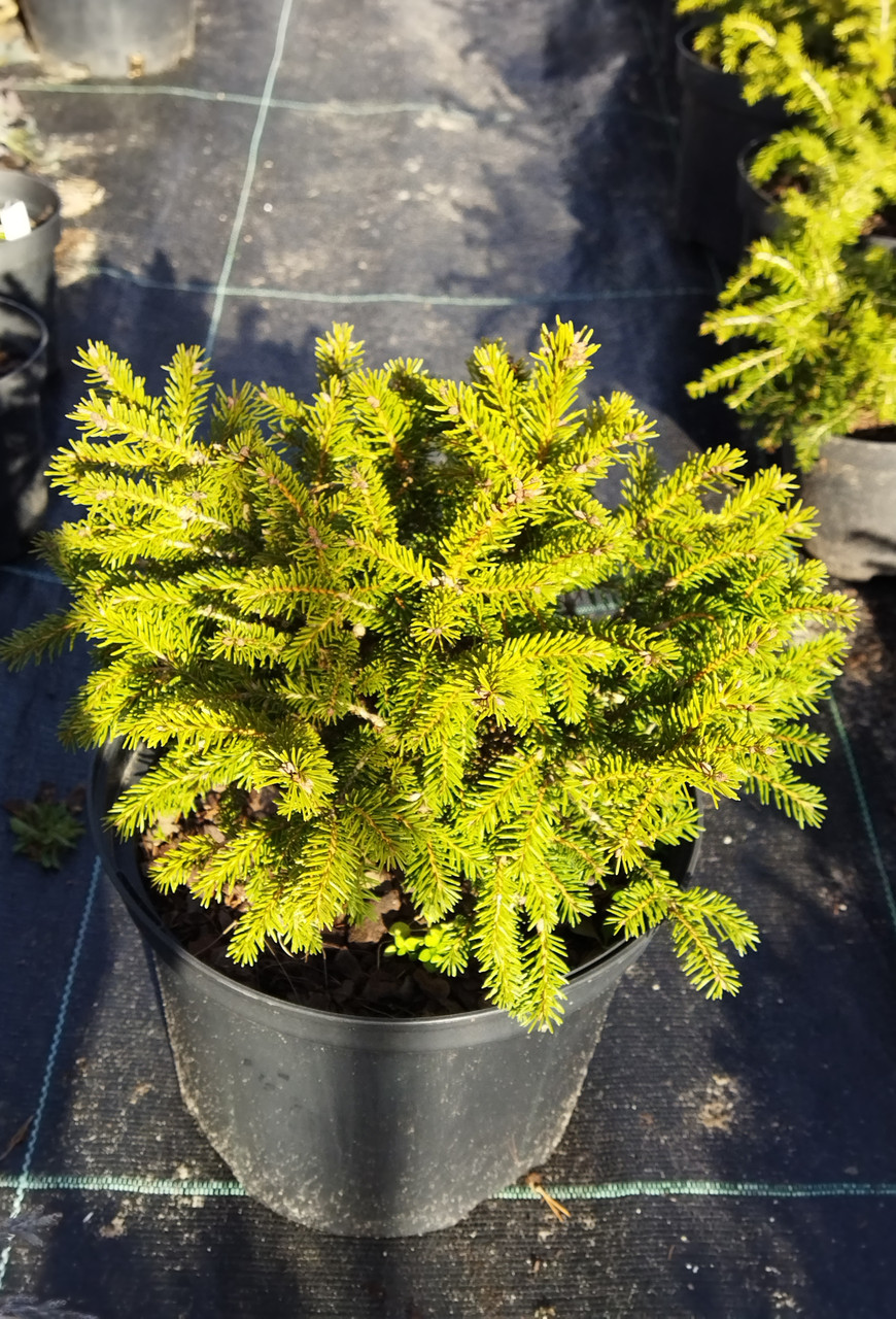 Ель Обыкновенная Пигмеа Контейнер — Купить Недорого на Bigl.ua (1311170911)