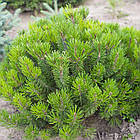 Саджанці Сосни гірської Мугус (Pinus mugo Mughus) 3-х річна С3, фото 2