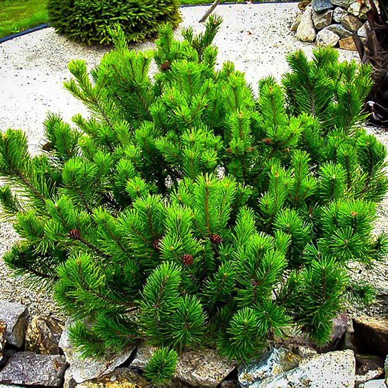 Саджанці Сосни гірської Мугус, 4-х річна (Pinus mugo Mughus) С3
