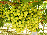 Виноград кишмиш «Рататуй», фото 2