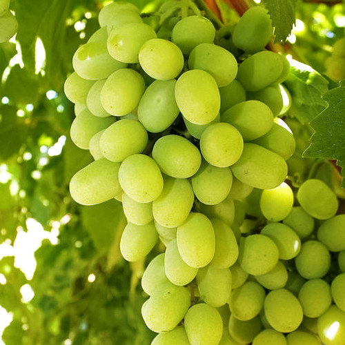 Виноград кишмиш «Рататуй», фото 1