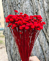 Сухоцвет Ботао красный 100 грамм