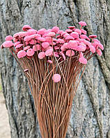 Сухоцвет Ботао розовый 100 грамм