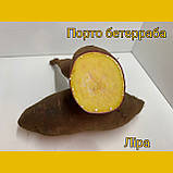 Борошно із батату із жовтою м'якотю упаковка 500 грамів, фото 2