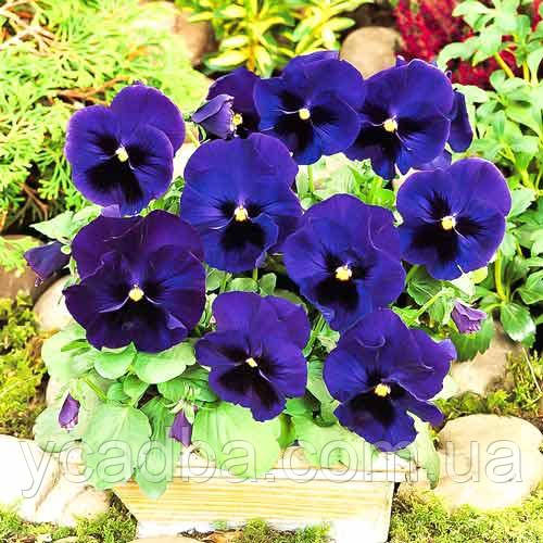 Насіння Вiоли F1 Ультрамарин (0.1г), фото 1