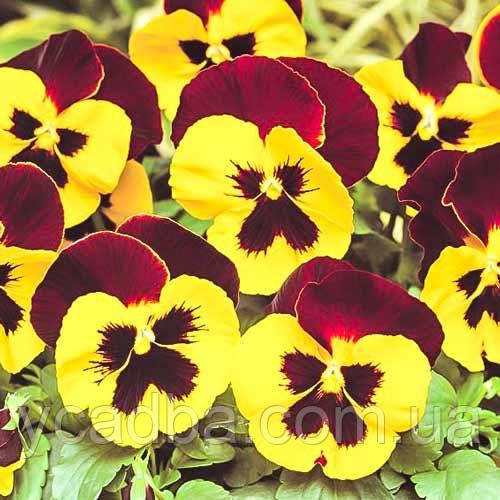 Насіння Вiоли F1 Червонi крила (0.1г), фото 1