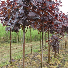 Клен червоний Роял Ред, 2-2,5 м