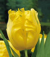 Тюльпан Texas Gold папуговий цибулина (1 шт.)