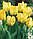 Тюльпан Texas Gold папуговий цибулина (1 шт.), фото 4