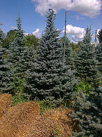 Ялина блакитна (Picea pungens glauca) 3.00 м