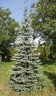 Ялина блакитна (Picea pungens glauca) 4.00 м
